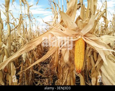 Yellow ripe large cob of corn hangs on a stalk in the field. Harvesting grain plants in autumn. Close-up, selective focus. Agriculture Stock Photo