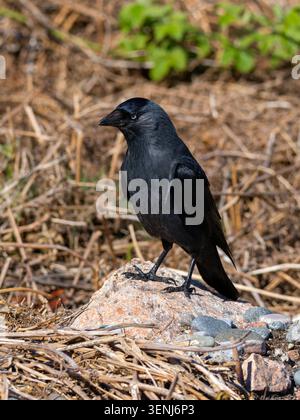 A western jackdaw, Coloeus monedula, also known as the Eurasian jackdaw, the European jackdaw, or simply the jackdaw, perched on a rock. Stock Photo