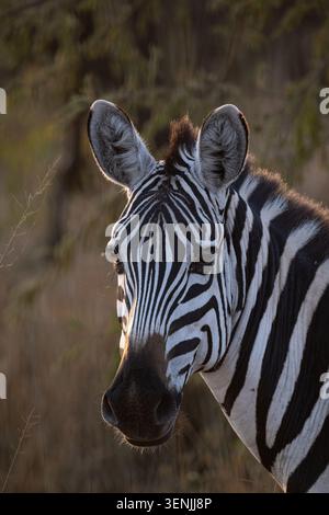 Close-up portrait of a plains zebra in warm golden evening light on the Serengeti savannah, Tanzania. Stock Photo