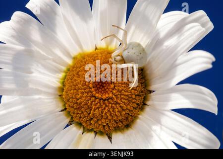 White crab spider poised on a daisy’s golden centre, blending seamlessly with the petals against a vivid blue background. Stock Photo