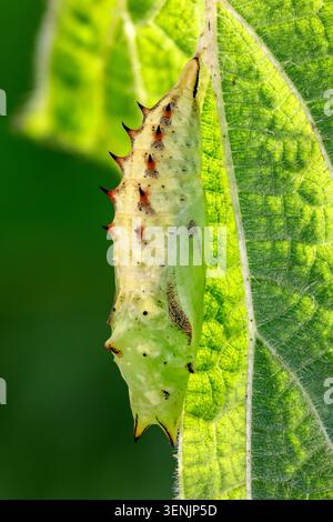 Single Peacock butterfly pupa hanging beneath a nettle leaf, its golden chrysalis beginning the remarkable metamorphic journey to adulthood. Stock Photo