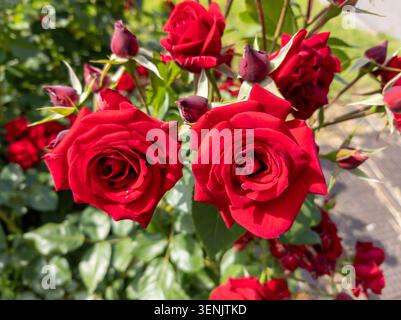 Two beautiful red rose flowers blooming on a bush with rosebuds in a sunny garden. Stock Photo