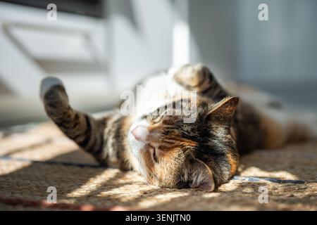 Lazy Calico cat is lying on jute mat at home, basking in the sun and sleeping. Life of pets. Stock Photo