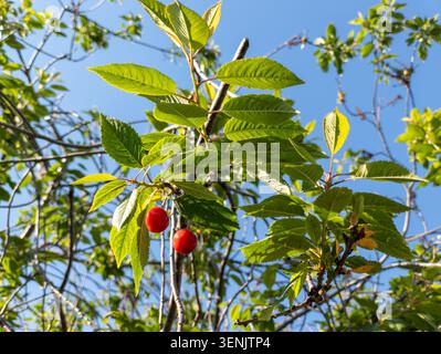 Two ripe red cherries hanging on a tree branch with green leaves against a clear blue sky. Stock Photo