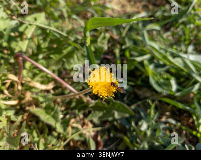 Small hoverfly insect foraging on a yellow dandelion flower in a green grassy meadow. Stock Photo