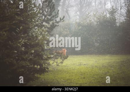 A solitary tiger walks through a dense, foggy woodland, stepping into a bright, green meadow with sunbeams breaking through the trees Stock Photo