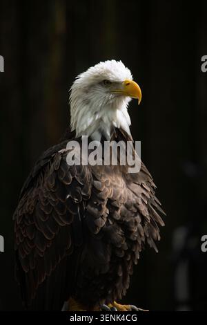 Portrait of a bald eagle standing Stock Photo