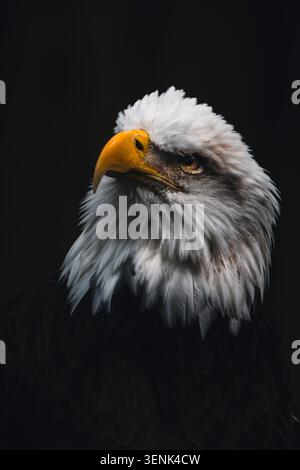 Close up view of the head of bald eagle Stock Photo