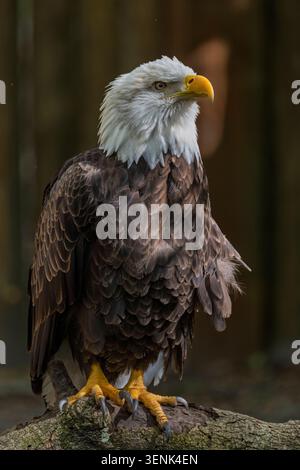 Close up view of a bald eagle perched on a branch Stock Photo