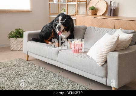 Cute Bernese mountain dog in 3d glasses with bucket of popcorn on sofa at home Stock Photo