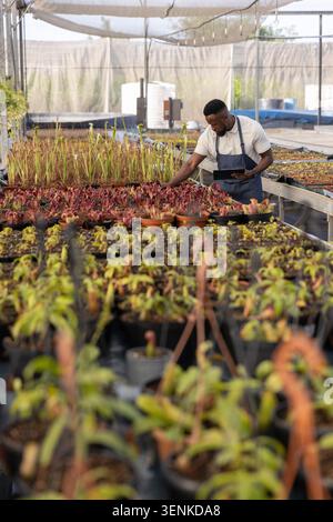 African American man in dark apron tending plants in shaded nursery benches with tablet Stock Photo