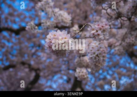 A Bouquet of Cherry Blossoms Stock Photo