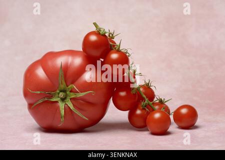 Beef tomato and cherry vine tomatoes with pink background Stock Photo