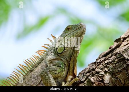 Green Iguana Perched on Tree Trunk Low Angle Close-Up Stock Photo