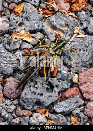 Colorful Grasshopper on Volcanic Rocks in Galapagos Stock Photo