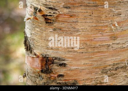 textured bark of a birch tree.Natural background shows the peeling layers of paper papery bark in shades of cream, copper, and light brown rough Stock Photo