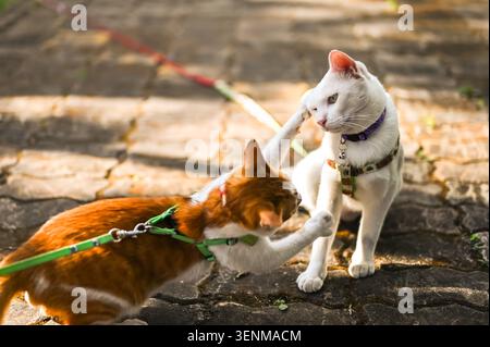 Two cats in harnesses are engaged in a playful, gentle scuffle on a stone path. Stock Photo