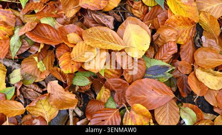 A carpet of leaves, in various shades of ochre, fallen from the trees in mid-autumn. Stock Photo