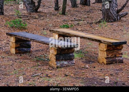 Two simple handmade wooden benches made logs sitting in pine forest on dry needles ground Stock Photo