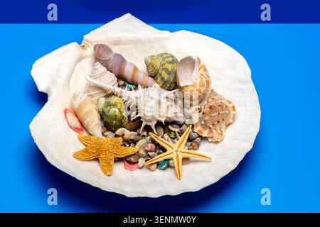 Shell bowl marine scene. Tropical beach shell background. Minimal isolated shell composition. Decorative texture shell concept. Stock Photo