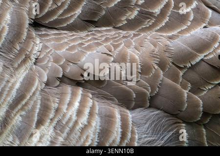 Goose close-up of back feather plumage texture, London, UK Stock Photo