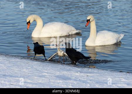 Carrion Crow (Corvus corone) attacking a poorly Black-headed Gull (Chroicocephalus ridibundus) with two Mute Swan (Cygnus olor) Norfolk January 2026 Stock Photo