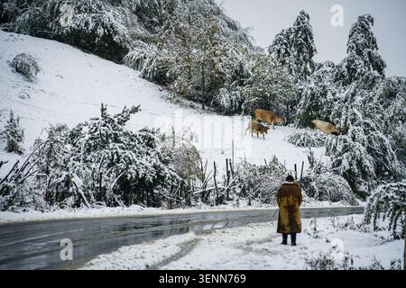 A solitary person wearing a long brown coat stands on a snowy roadside, looking up at three domestic cattle (Bos taurus) grazing on a steep, snow-cove Stock Photo