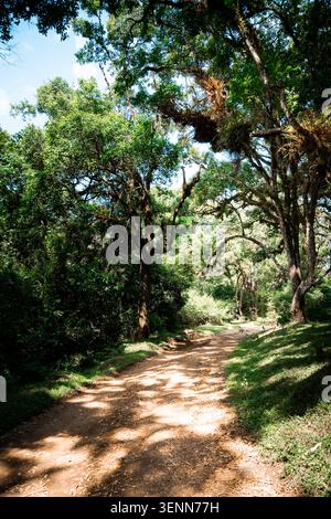 Winding dirt trail through lush montane forest on Mount Meru, Arusha National Park, Tanzania, Africa. October 2024. Stock Photo