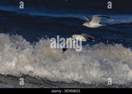 Common Gull (Larus canus) flock feeding over stormy seas Norfolk January 2026 Stock Photo