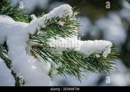 A detailed close-up shot captures vibrant green pine needles and small pine cones entirely covered in a thick layer of glistening white snow. Droplets Stock Photo