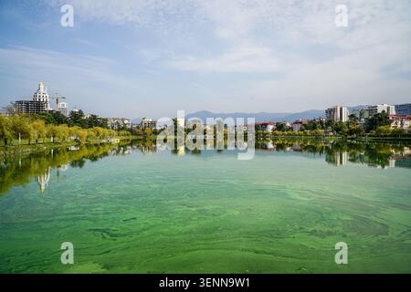 An urban landscape view of Batumi, Georgia, showcasing a lake covered in vibrant green algae reflecting the city buildings and a tree-lined shore. Dis Stock Photo