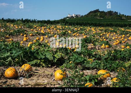Golden pumpkin fields stretching across the gentle countryside near the charming village of Poysdorf in Lower Austria. Captured during the autumn. Stock Photo
