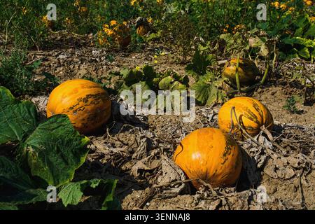 Golden pumpkin fields stretching across the gentle countryside near the charming village of Poysdorf in Lower Austria. Captured during the autumn. Stock Photo