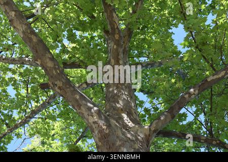 Close-up of a large plane tree trunk with green leaves and thick branches against a blue sky, platanus occidentalis Stock Photo