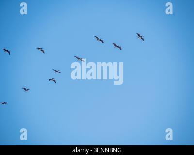 Flock of Brown Pelicans flying in formation against a clear blue sky over San Francisco, California, USA. Stock Photo