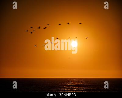 Brown Pelicans silhouetted against a golden sunset over the Pacific Ocean at Ocean Beach, San Francisco, California, USA. Stock Photo