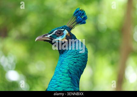 Side view portrait of a male green peacock showing detailed iridescent blue and green neck feathers Stock Photo
