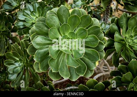 Green aeonium succulent plant growing in a garden, displaying a circular spiral leaf pattern Stock Photo