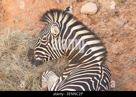 Over the shoulder view of a zebra lying on the ground and turning its head back to look Stock Photo