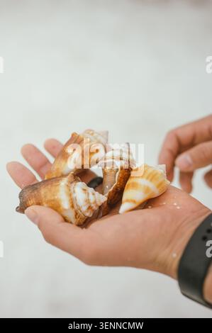 Close up of a hand holding seashells on the beach Stock Photo