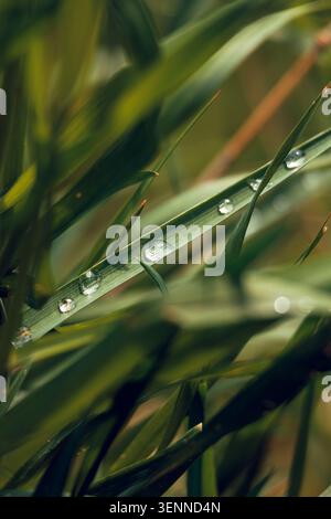 Dew drops on green grass macro Stock Photo