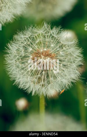 Withered dandelion on a blurred background isolated Stock Photo