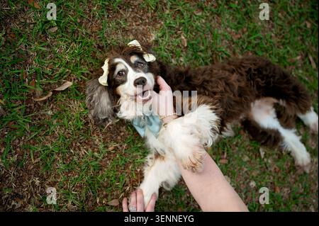 Happy spaniel lying on grass while being gently petted Stock Photo