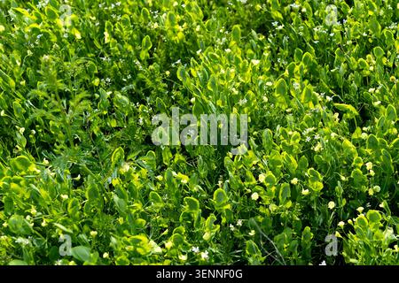 A sunlit background depicts lush green fields of wild clover and mountain grass in spring near Charvak, Uzbekistan. Concept: green eco texture Stock Photo