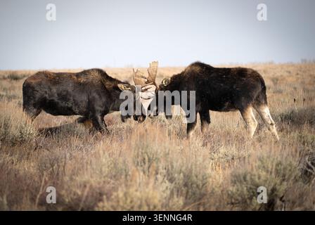 Two Bull Moose Locking Antlers in Open Grassland Sagebrush Habitat Stock Photo