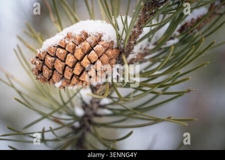 Snowy Pine Cone on Evergreen Branch Close Up Winter Detail Stock Photo