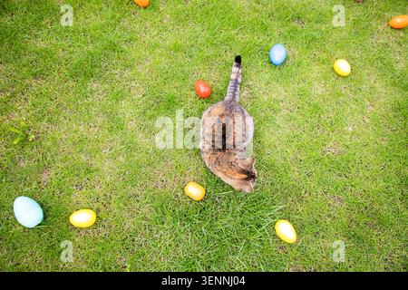 Tabby cat investigates bright plastic Easter eggs placed on lush green grass in an outdoor environment, showcasing a playful spring scene Stock Photo