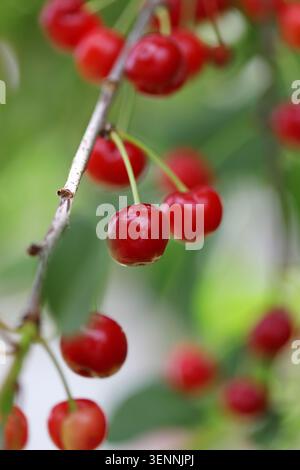 Red sour cherries on a tree Stock Photo