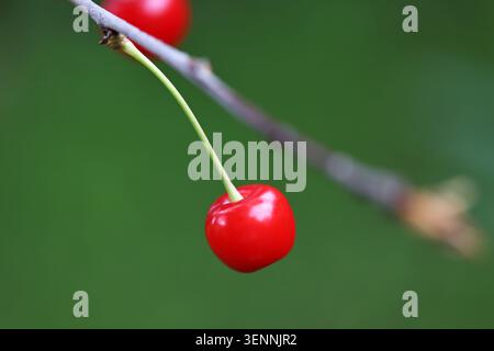 Red sour cherries on a tree Stock Photo