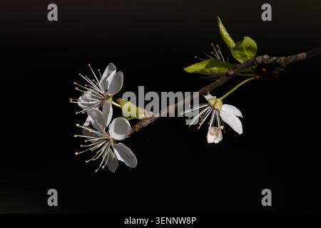 Cherry Plum (Prunus cerasifera) flowering Norfolk March 2026 Stock Photo